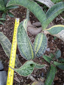 Sansevieria hybrid Phuphamorn Delight