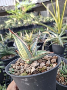 Sansevieria pinguicula variegated