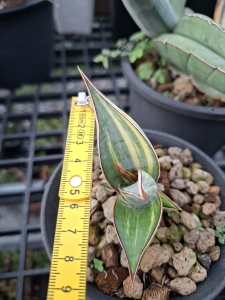 Sansevieria pinguicula variegated 