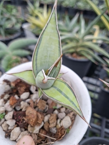 Sansevieria pinguicula variegated