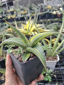 Sansevieria powellii variegated