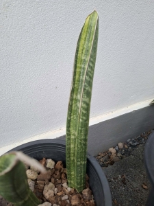 Sansevieria sinus-simiorum R1734 variegated