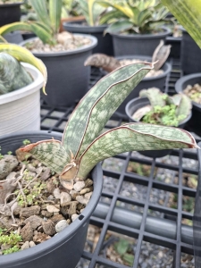 Sansevieria scimitariformis silver