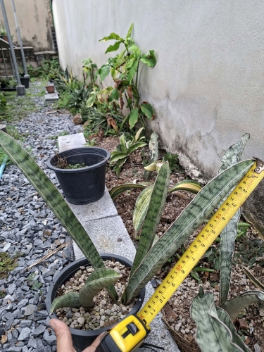 silverbat 3 liscie.jpg