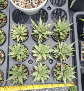 Sansevieria hybrid Anong