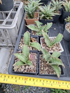 Sansevieria hybrid As Silk