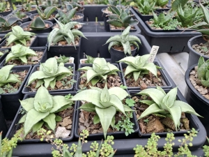 Sansevieria hybrid Kitaro