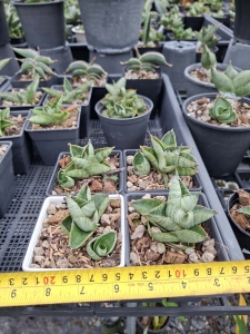 Sansevieria hybrid Q Taro
