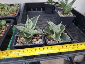 Sansevieria hybrid Rambo