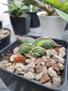 Sansevieria rorida variegated