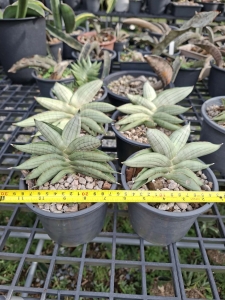 Sansevieria hybrid Rugby