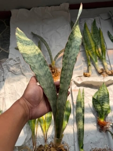 Sansevieria hybrid Nayya