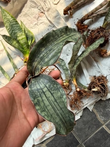 Sansevieria hybrid Pepito Adelia