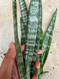 Sansevieria trifasciata Central Sensations