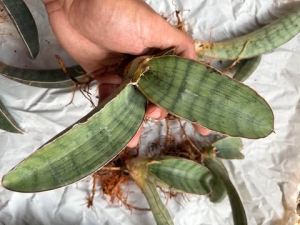 Sansevieria hallii Silver Bat