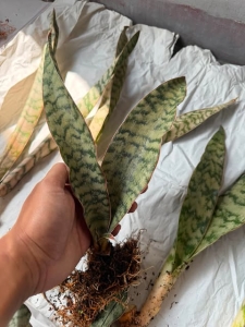 Sansevieria hybrid Marfuah