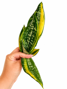 Sansevieria trifasciata Moonshine Black Brazilian variegated