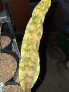 Sansevieria sp Pemba type 2