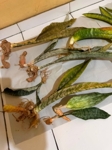 Sansevieria sp Pemba type 3