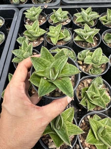 Sansevieria hybrid Veera