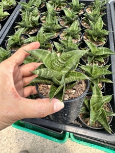 Sansevieria hybrid Sindoro