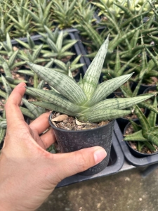 Sansevieria hybrid 'Rookie'