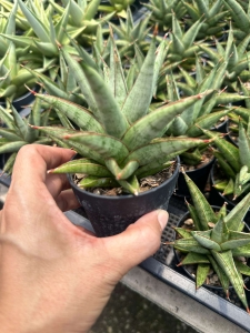 Sansevieria hybrid Rockman