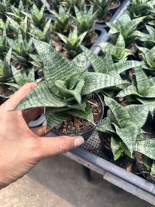 Sansevieria hybrid Piano