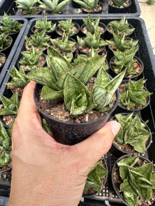 Sansevieria hybrid Mini Rose