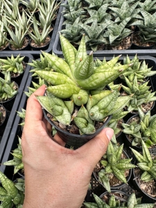 Sansevieria hybrid Ming Manee