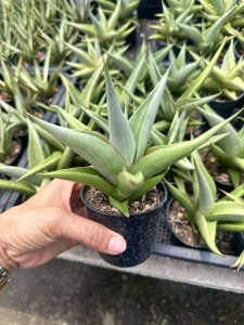 Sansevieria hybrid 'Milano'