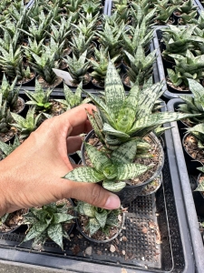 Sansevieria hybrid 'Margharita'