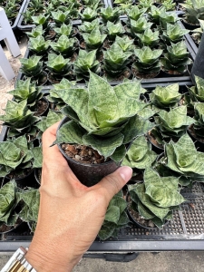 Sansevieria hybrid Mahanakorn