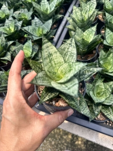 Sansevieria hybrid Ehrendel