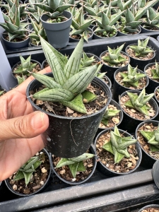 Sansevieria hybrid 'Jupiter'