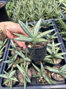 Sansevieria hybrid Fatman