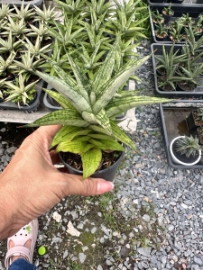 Sansevieria hybrid Karakad