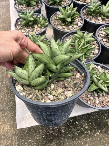 Sansevieria hybrid Durian