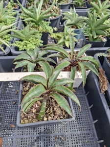 Sansevieria hybrid Miss Purple
