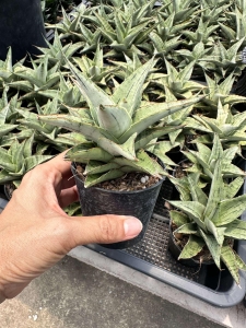 Sansevieria hybrid Snowflake