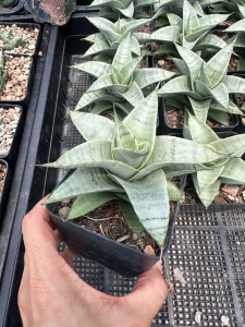 Sansevieria hybrid Alice
