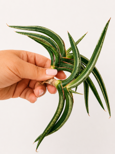 Sansevieria hybrid Matrix