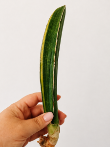 Sansevieria sinus-simiorum R979 variegated