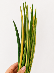 Sansevieria volkensii variegated