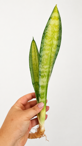 Sansevieria trifasciata Forescate Silver