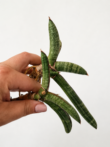Sansevieria eilensis