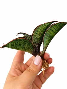 Sansevieria hybrid Fior