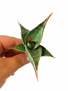 Sansevieria pinguicula 