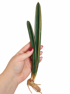Sansevieria hallii Blue Bat variegated marginated