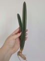 bbm1.jpg
